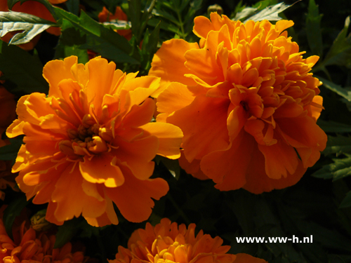 Tagetes patula nana oranje afrikaantje